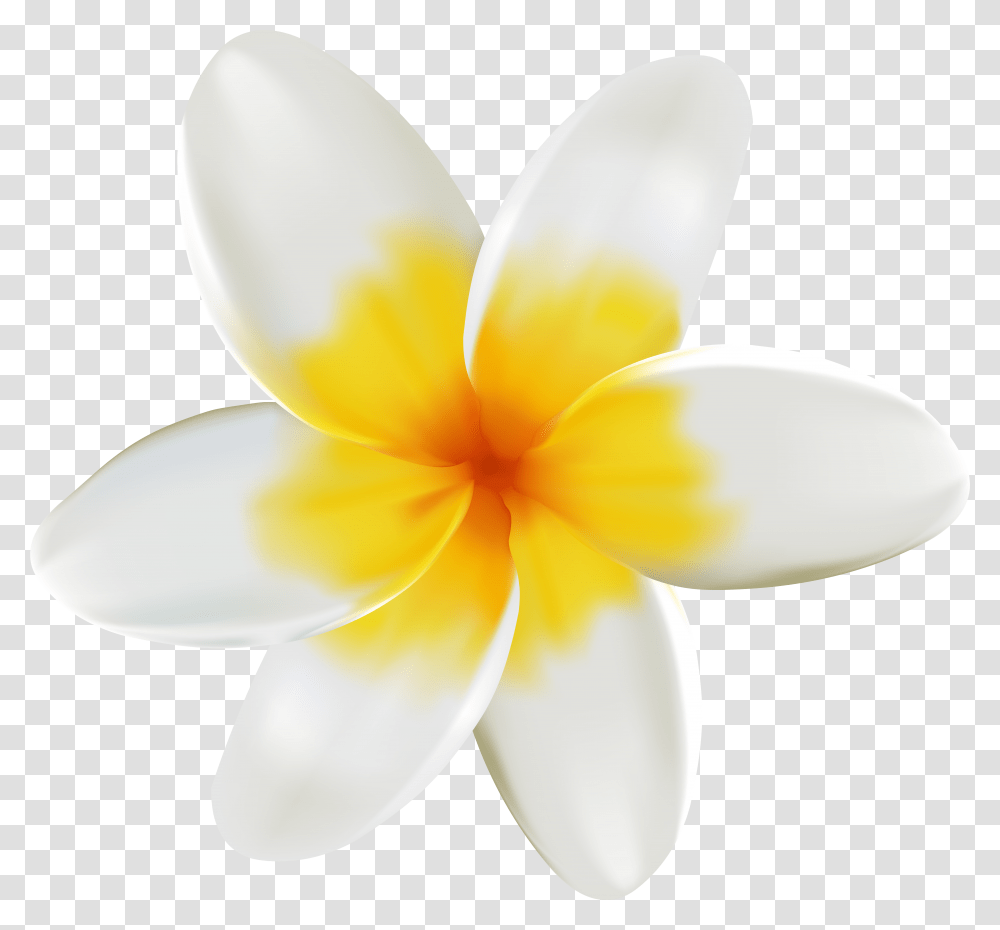 Collection Of Free Plumeria Flower, Plant, Petal, Blossom, Lamp Transparent Png