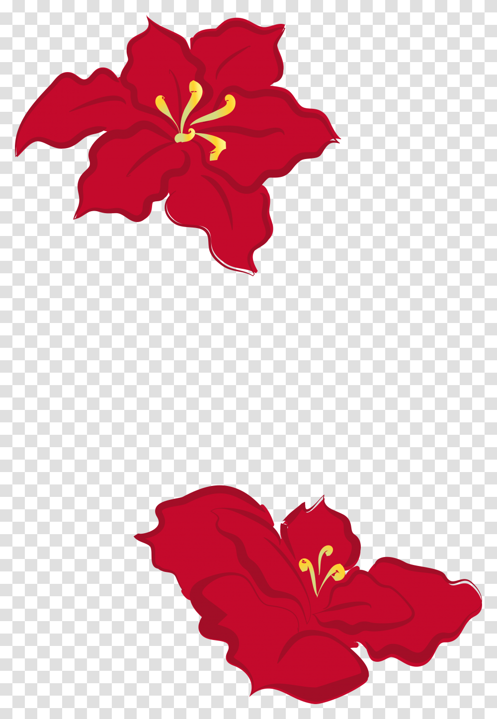 Collection Of Free Poinsettia Drawing Cute Download, Hibiscus, Flower, Plant, Blossom Transparent Png