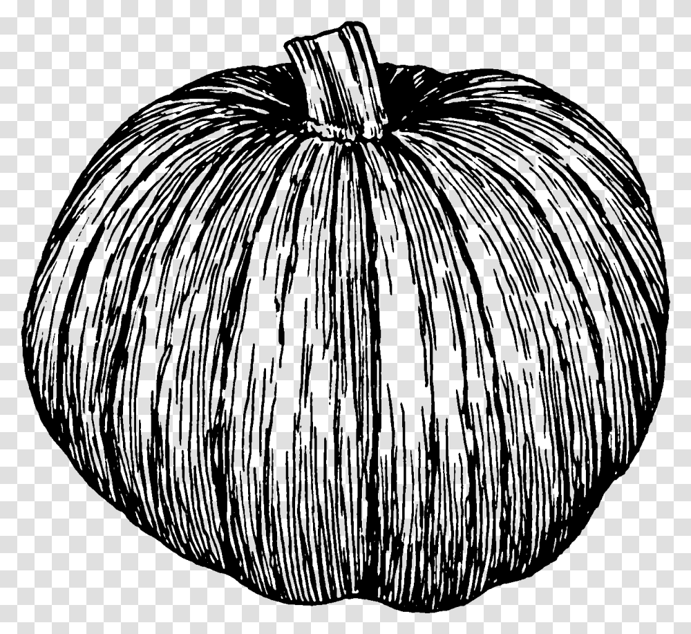 Collection Of Free Pumpkin Drawing White Download On Black And White Pumpkin Drawing, Gray, World Of Warcraft Transparent Png