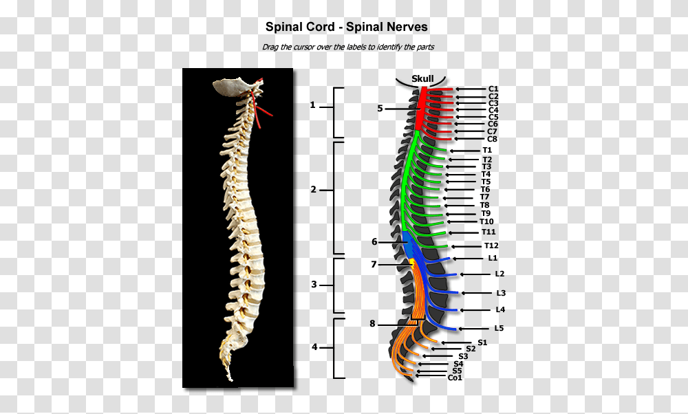 Collection Of Free Spine Drawing Physiology Download Human Spine Anatomy Nerve, Skeleton, Arrow Transparent Png