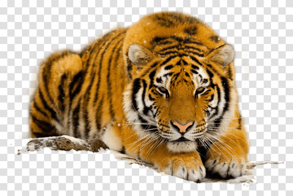 Collection Of Free Wildlife Photos Free Download, Tiger, Mammal, Animal, Vegetation Transparent Png