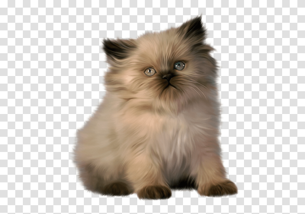 Collection Of Images Ragdoll Himalayan Persian Cat, Angora, Pet, Mammal, Animal Transparent Png
