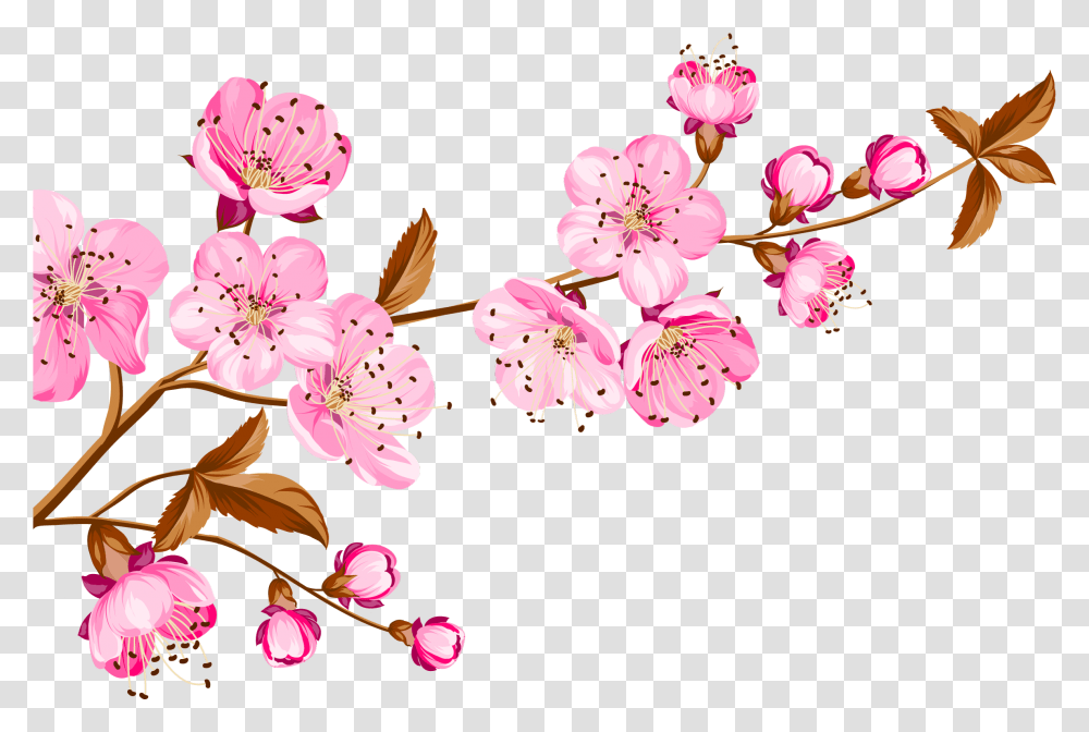 Collection Of Peach Blossom Images Thank You For The Birthday Wishes, Plant, Cherry Blossom, Flower Transparent Png