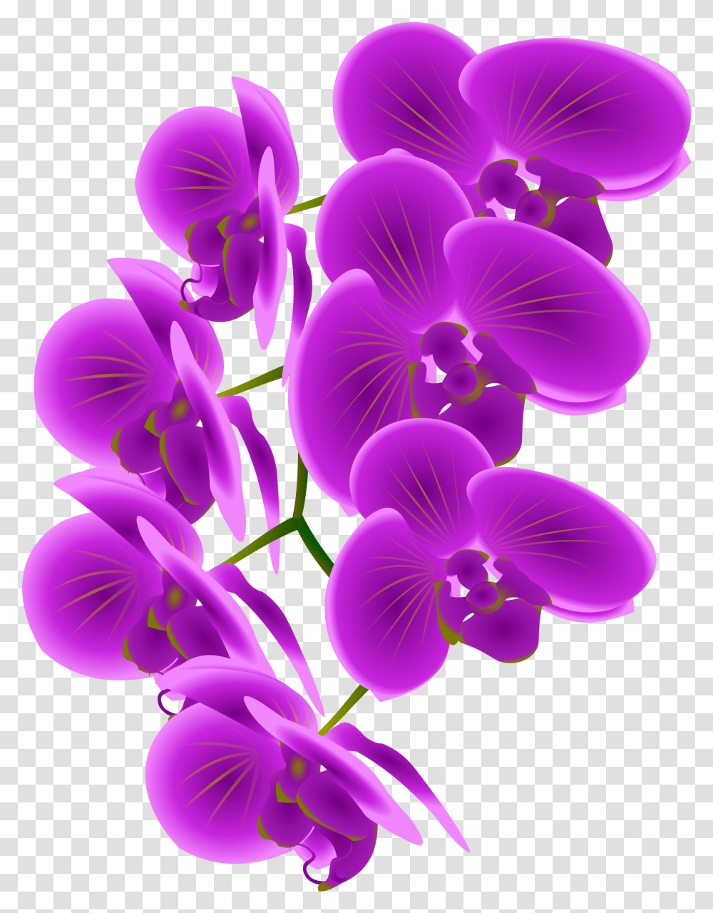 Collection Of Purple Orchid Clip Art, Plant, Flower, Blossom Transparent Png