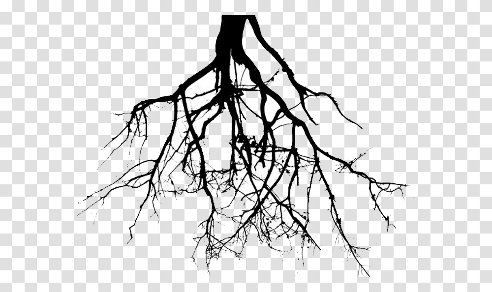 Collection Of Roots Clipart, Drawing, Modern Art, Spider Web Transparent Png