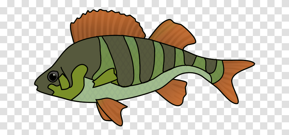 Collection Of School Of Tropical Fish Drawing High Drawing, Animal, Perch, Invertebrate Transparent Png