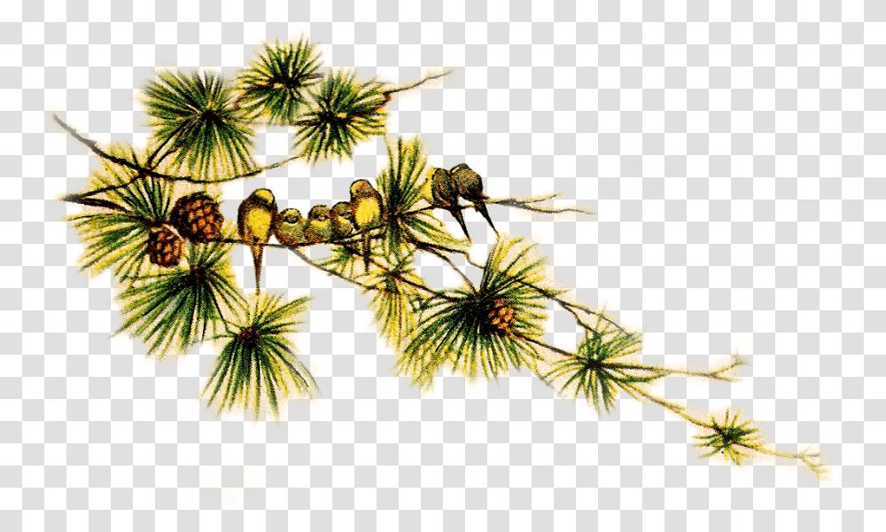 Collection Of Vintage Christmas Bird Clip Vintage Pine Birds, Floral Design, Pattern, Graphics, Art Transparent Png