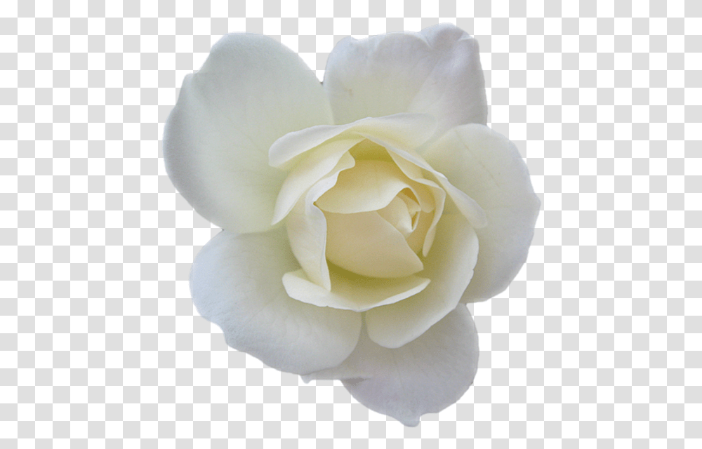 Collections At Sccpre Cat White Rose Psd, Flower, Plant, Blossom, Petal Transparent Png