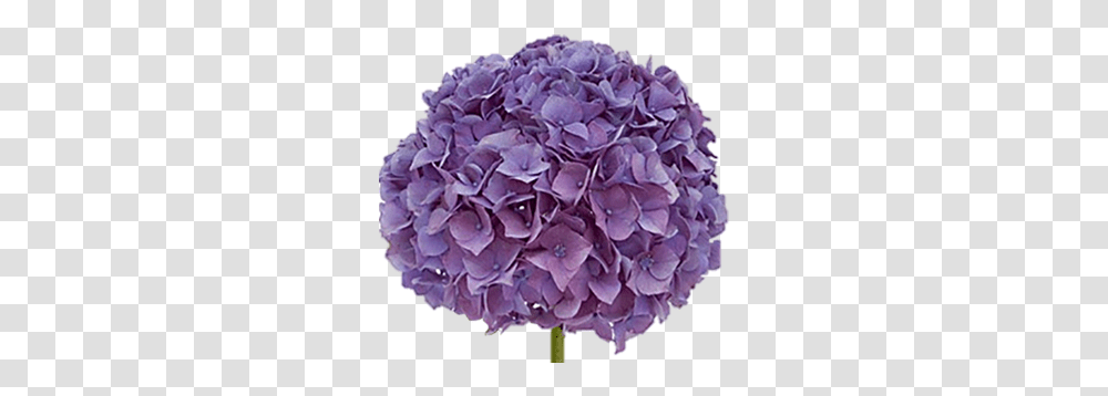 Collectionvintage - Sofia Flowers Madonna Hates This Flower, Plant, Blossom, Dahlia, Purple Transparent Png