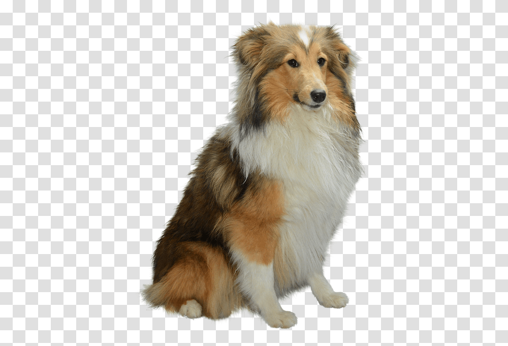 Colli Isolated Dog Dog, Pet, Canine, Animal, Mammal Transparent Png