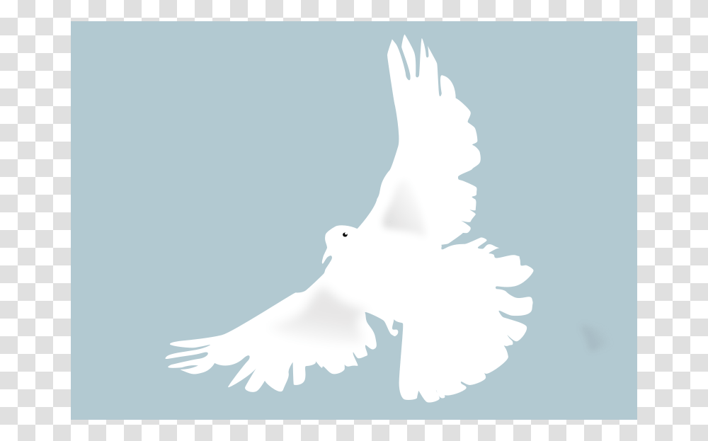 Colombe Clipart, Animals, Dove, Pigeon, Bird Transparent Png