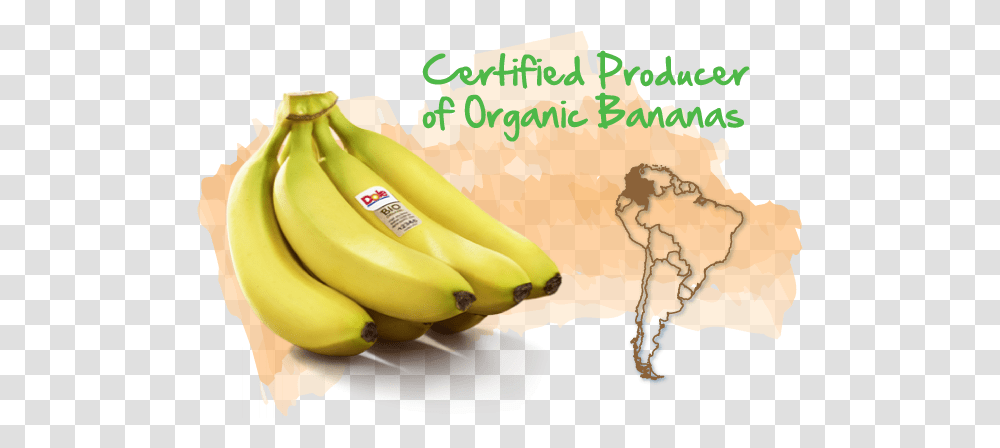 Colombia Bananas From Colombia, Fruit, Plant, Food, Dessert Transparent Png