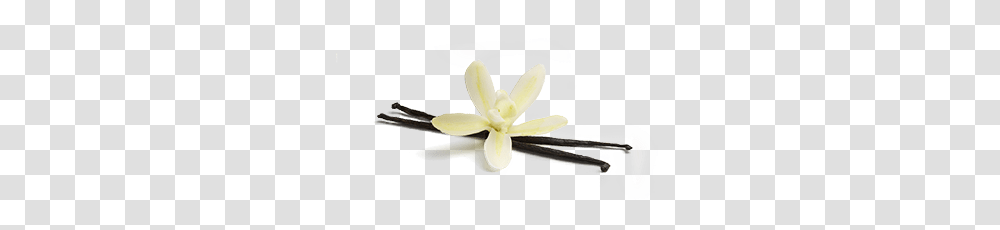 Colombian Decaf Single Serve, Plant, Flower, Petal, Anemone Transparent Png
