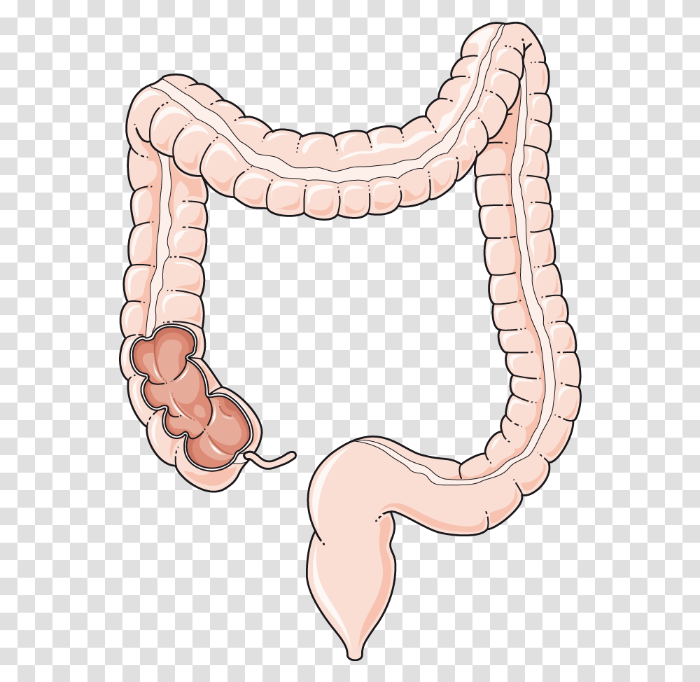 Coloncoupe Servier Medical Art Colon, Jaw, Skin, Teeth, Mouth Transparent Png