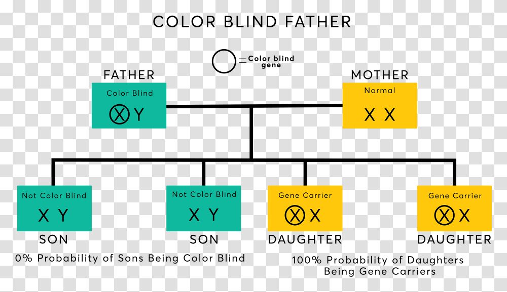 Color Blind Gene, Label, Number Transparent Png