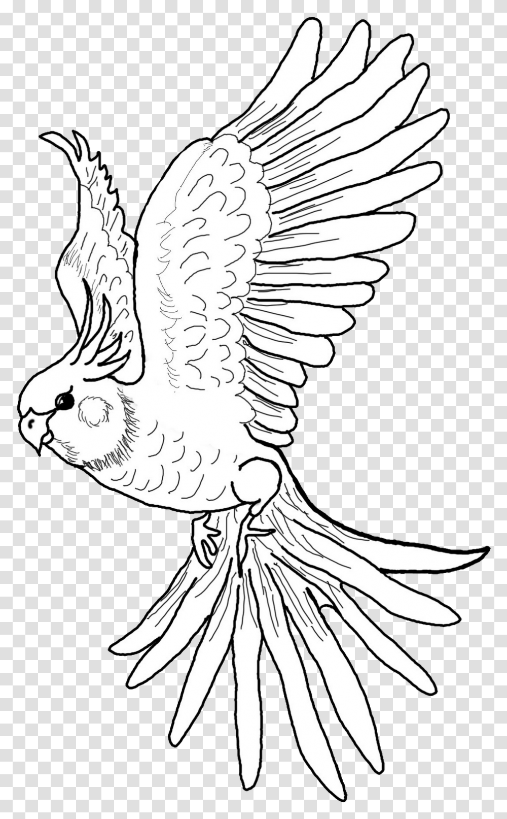 Color Pages Cockatiel, Bird, Animal, Flying, Cockatoo Transparent Png