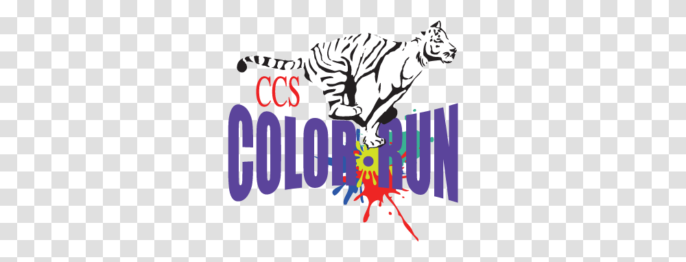 Color Run Cathedral Carmel School, Tiger, Mammal, Animal Transparent Png