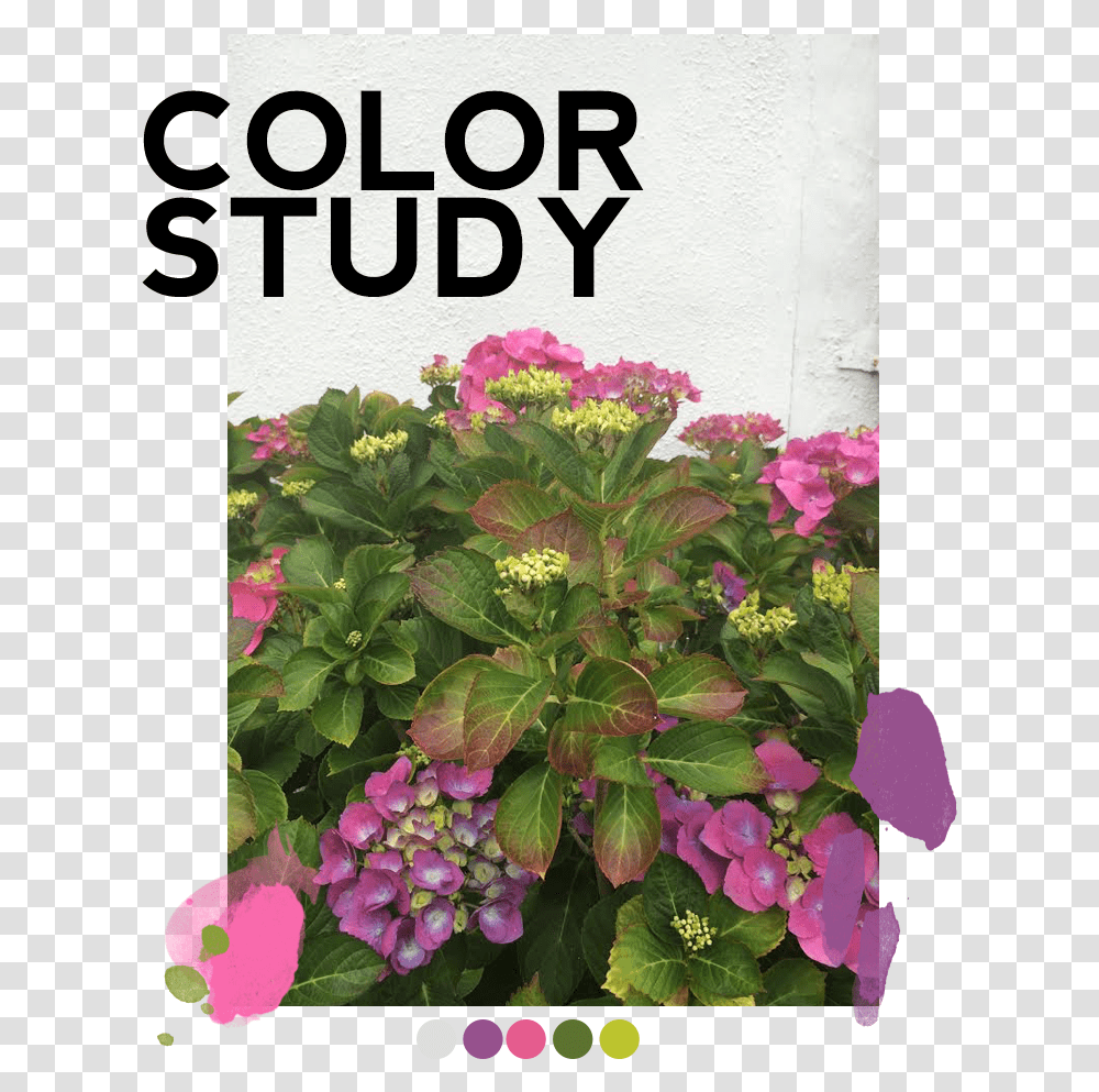 Color Study Pinkpurple Grey Green Crown Of Thorns, Plant, Flower, Blossom, Geranium Transparent Png