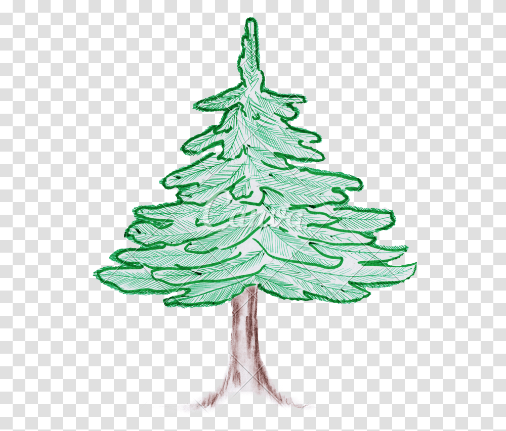 Colorado Drawing Pencil Colored Pencil Pine Tree, Plant, Ornament, Christmas Tree Transparent Png