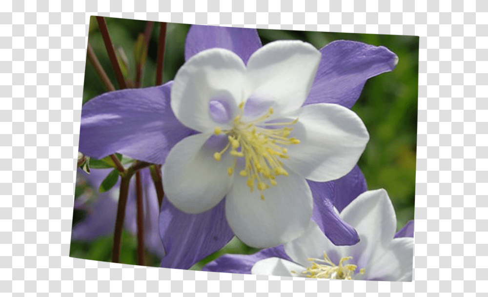 Colorado, Plant, Flower, Blossom, Iris Transparent Png