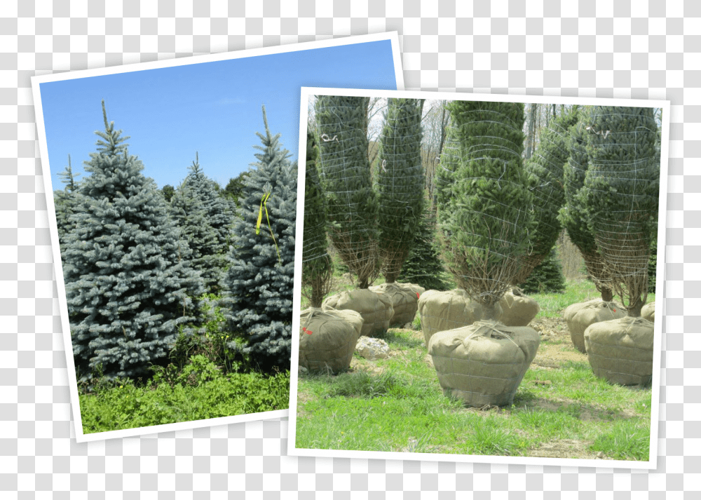 Colorado Spruce, Plant, Tree, Sheep, Mammal Transparent Png