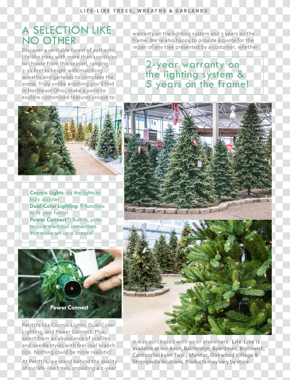 Colorado Spruce, Tree, Plant, Pine, Fir Transparent Png