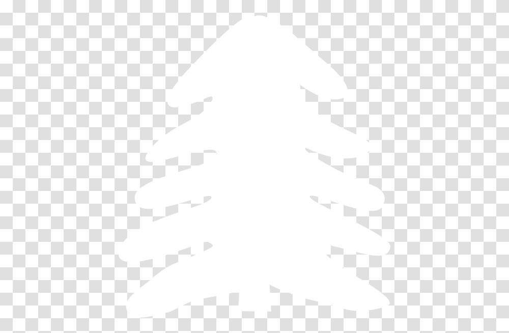 Colorado Spruce, White, Texture, White Board Transparent Png