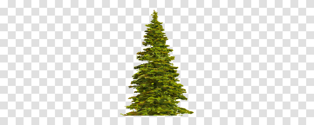 Colored Nature, Tree, Plant, Fir Transparent Png