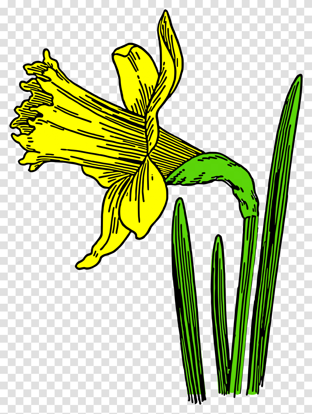 Colored Daffodil Clip Arts Cartoon Daffodils, Plant, Flower, Blossom, Lily Transparent Png
