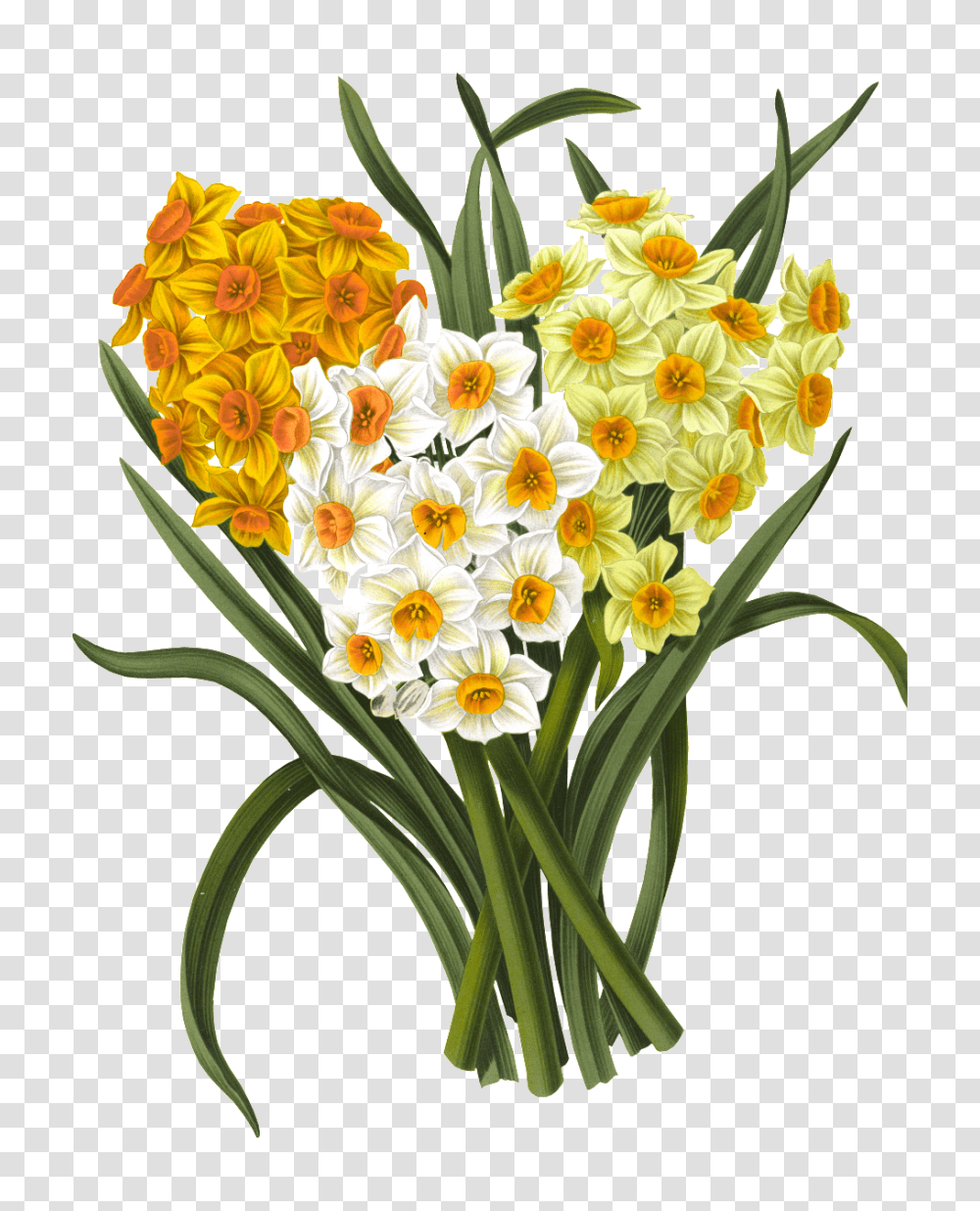 Colored Daffodil Elements Free Download Vector, Plant, Flower, Blossom, Flower Bouquet Transparent Png