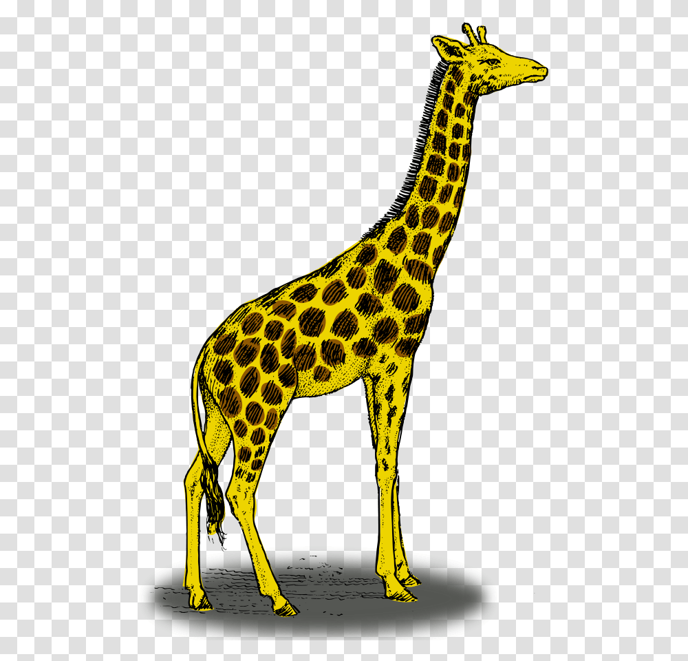 Colored Giraffe Clip Arts For Web, Mammal, Animal, Wildlife, Bird Transparent Png