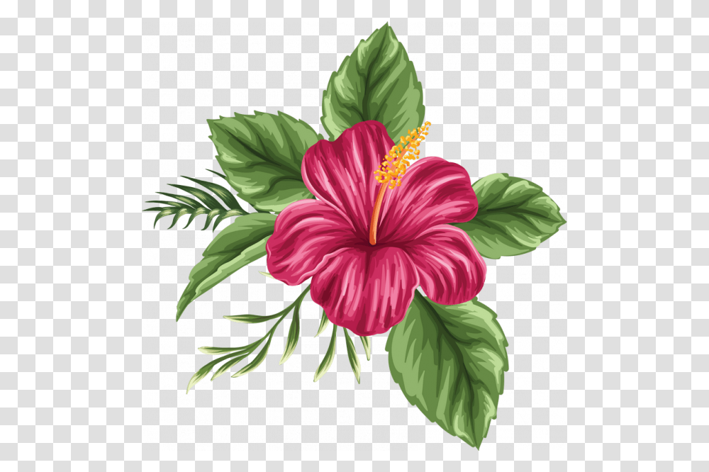 Colored Hibiscus Flower Drawing, Plant, Blossom Transparent Png