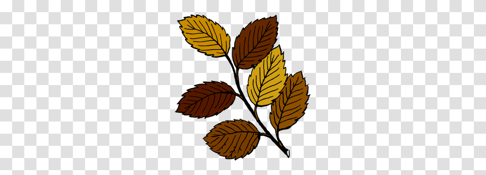 Colored Leaves Clip Art, Leaf, Plant, Acanthaceae, Flower Transparent Png