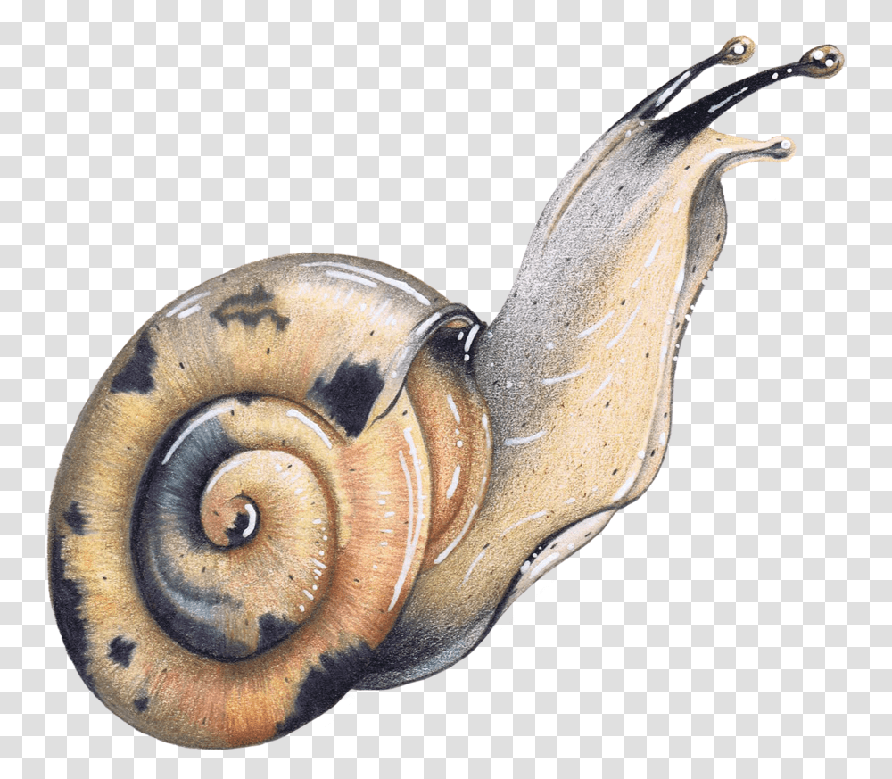 Colored Pencil Garden Snail Wildlife Illustration Animal, Invertebrate, Smoke Pipe, Sea Life Transparent Png