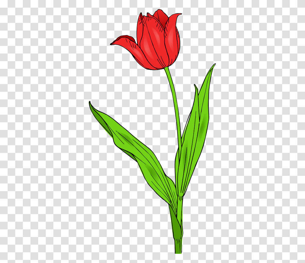 Colored Tulip, Nature, Plant, Flower, Blossom Transparent Png