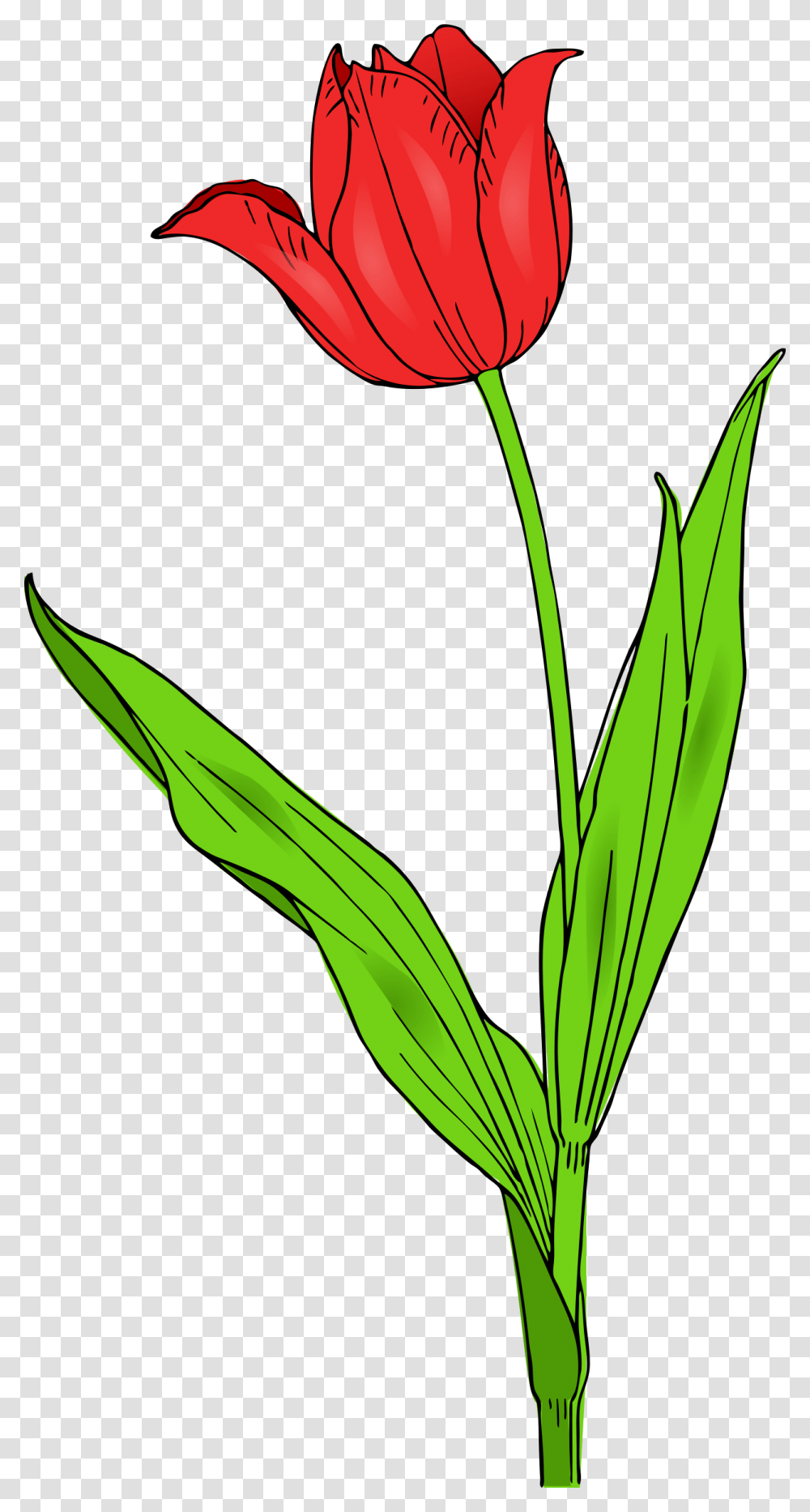 Colored Tulip, Plant, Flower, Blossom, Petal Transparent Png