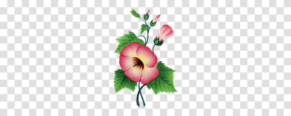 Colorful Nature, Plant, Hibiscus, Flower Transparent Png