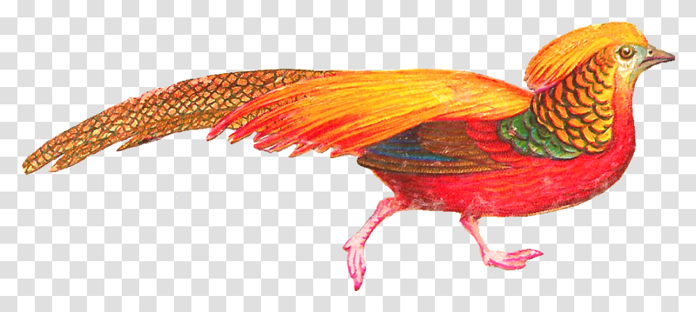 Colorful Bird Feather Drawing Colorful Bird Clip Art, Animal, Poultry, Fowl, Chicken Transparent Png