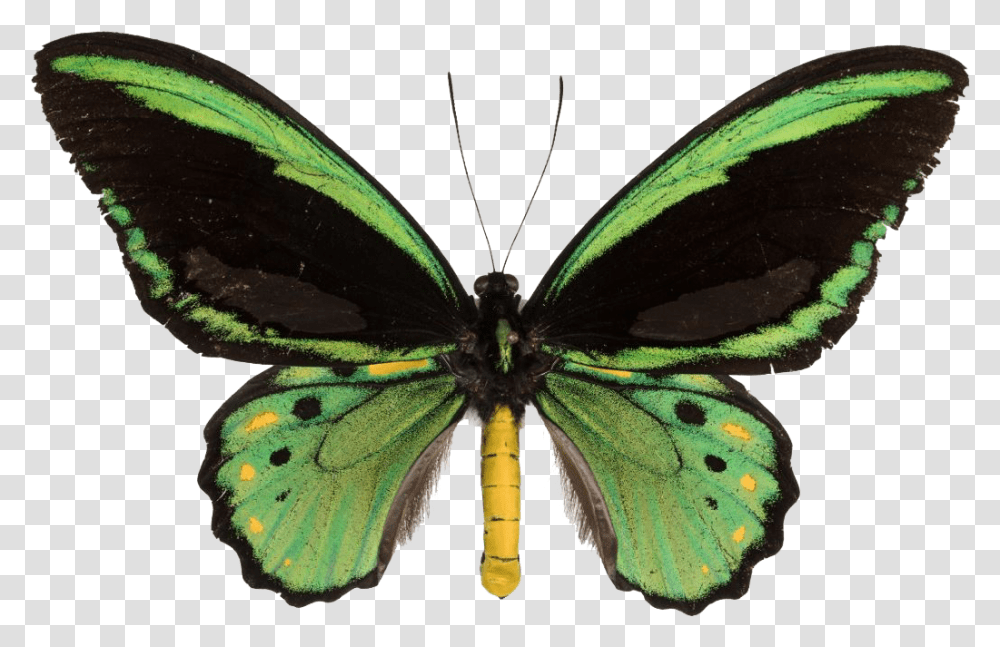 Colorful Butterfly Photo Butterfly, Insect, Invertebrate, Animal, Moth Transparent Png