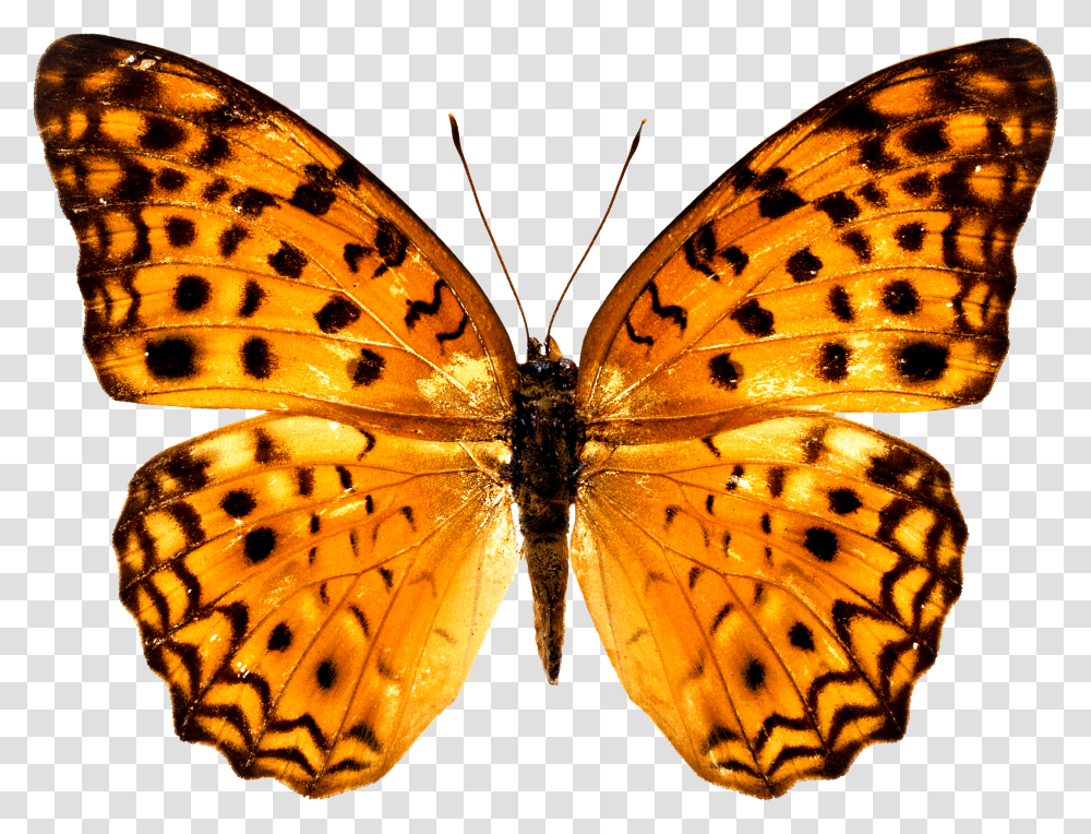 Colorful Butterfly Wallpapers Free Download Ultra Hd Butterfly Free Transparent Png