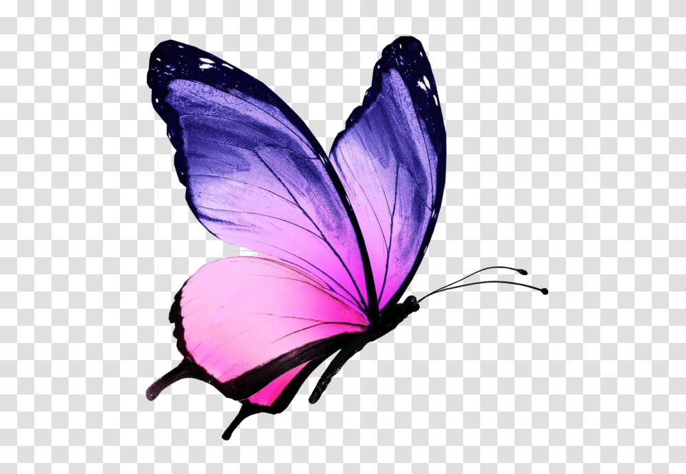 Colorful Butterfly With White Background, Petal, Flower, Plant, Geranium Transparent Png