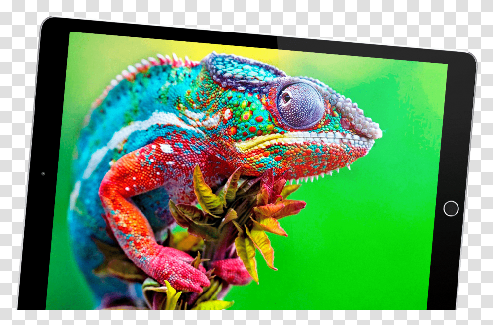 Colorful Chameleon, Iguana, Lizard, Reptile, Animal Transparent Png