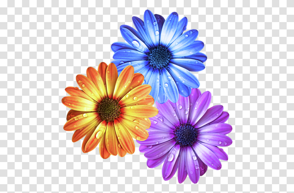 Colorful Daisies With Water Drops, Plant, Daisy, Flower, Blossom Transparent Png