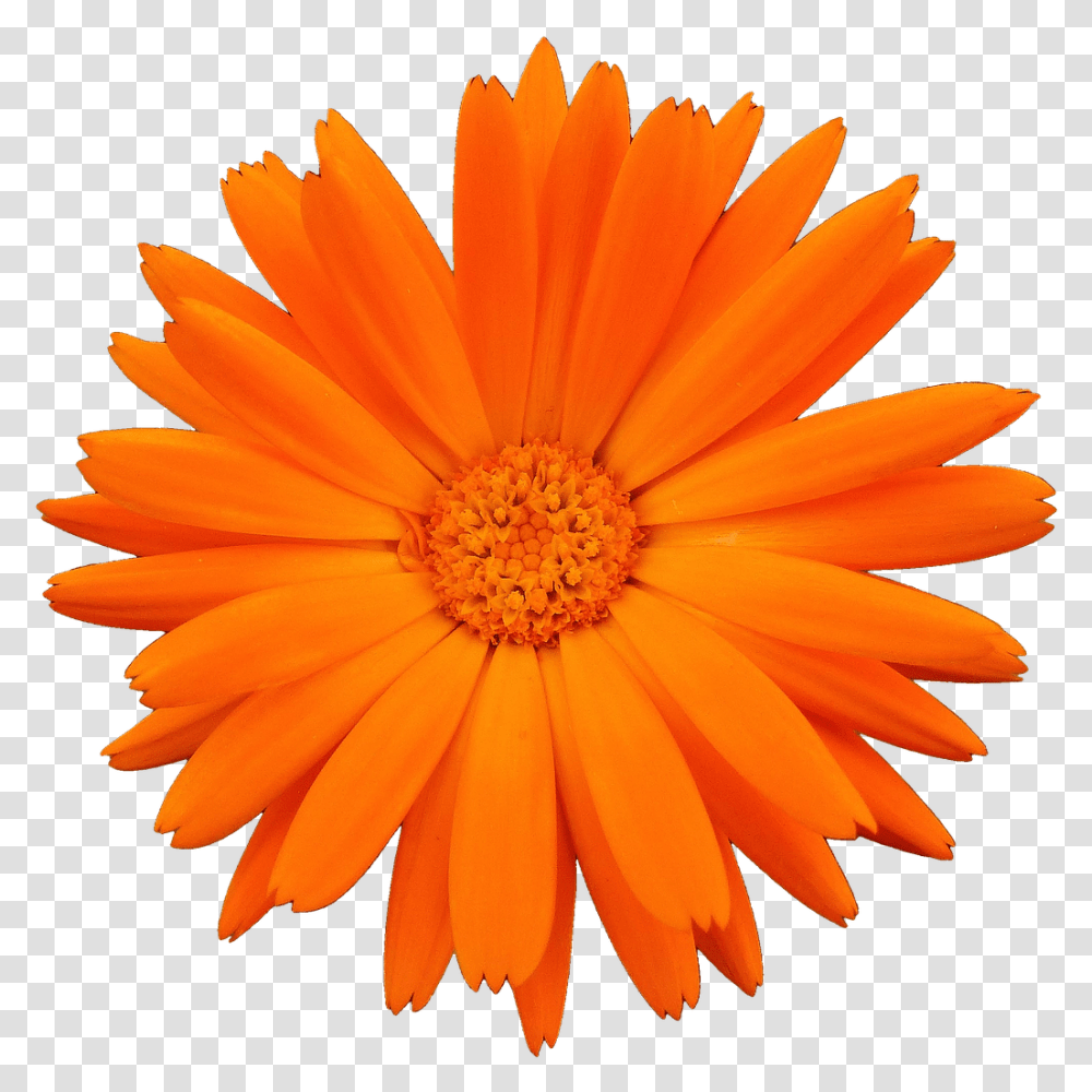Colorful Daisy, Plant, Flower, Blossom, Daisies Transparent Png