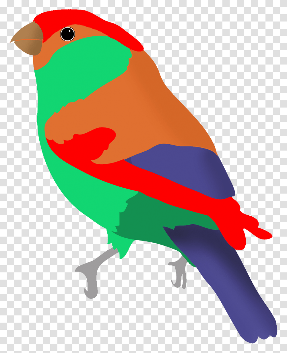 Colorful Drawings Of Birds, Animal, Jay, Blue Jay, Finch Transparent Png
