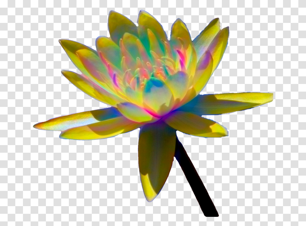 Colorful Enhanced Water Lilies Sacred Lotus, Lily, Flower, Plant, Blossom Transparent Png