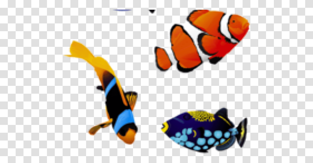 Colorful Fish, Wasp, Bee, Insect, Invertebrate Transparent Png