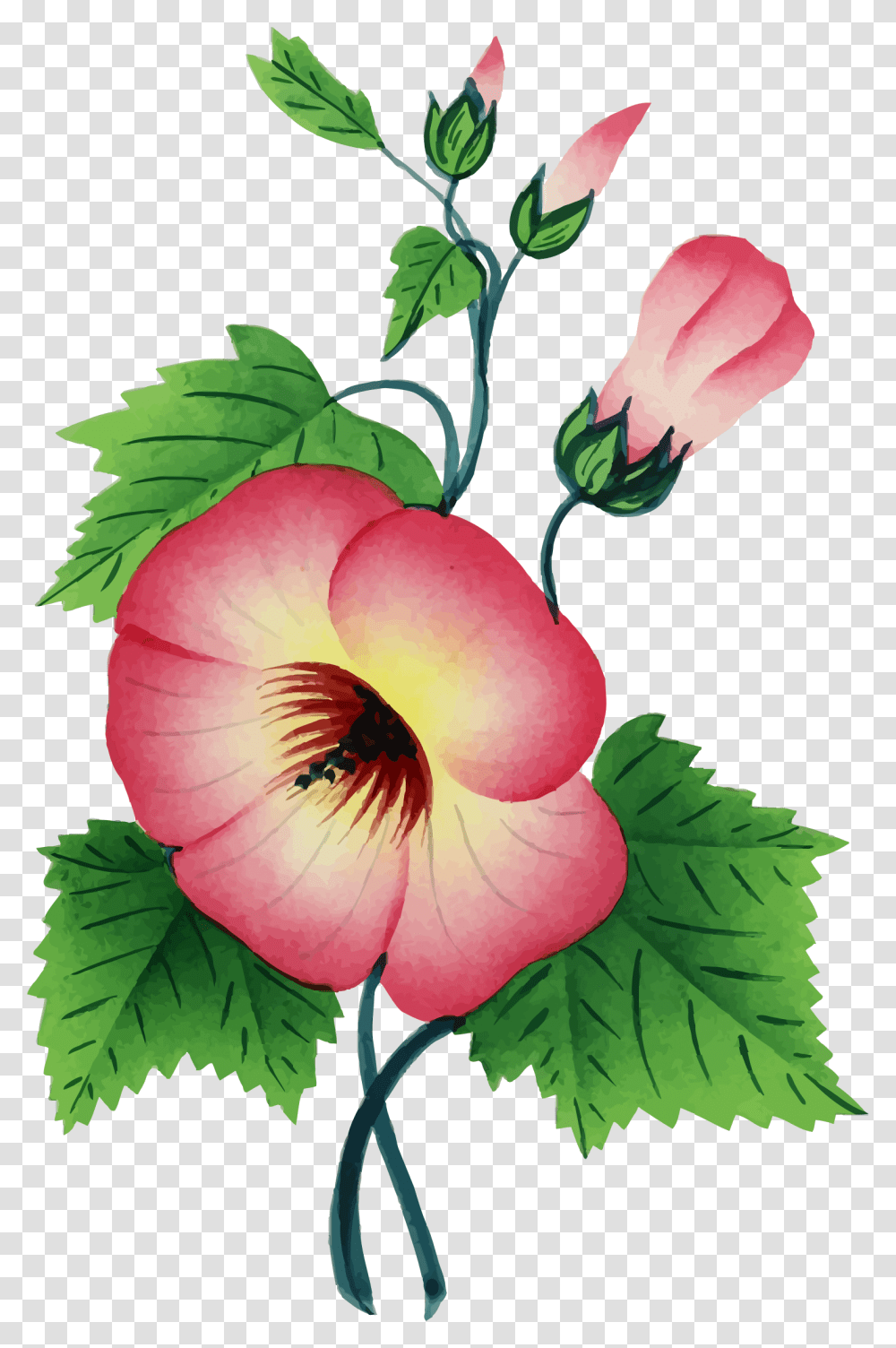 Colorful Floral Flower Plant Vintage One Stem Flower, Blossom, Hibiscus, Petal, Geranium Transparent Png