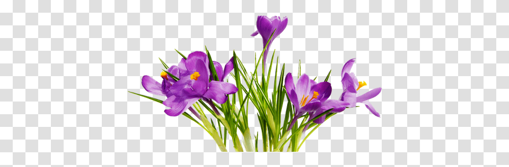 Colorful Flowers Background, Plant, Iris, Crocus, Potted Plant Transparent Png