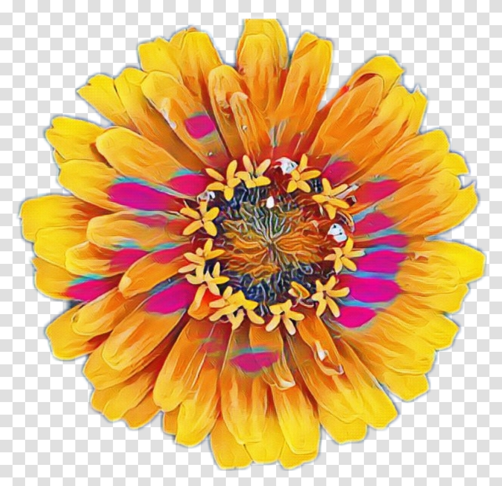 Colorful Flowers Colorful Flower Flowers Yellow Common Zinnia, Plant, Floral Design, Pattern, Graphics Transparent Png